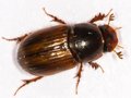 Bodilopsis rufa